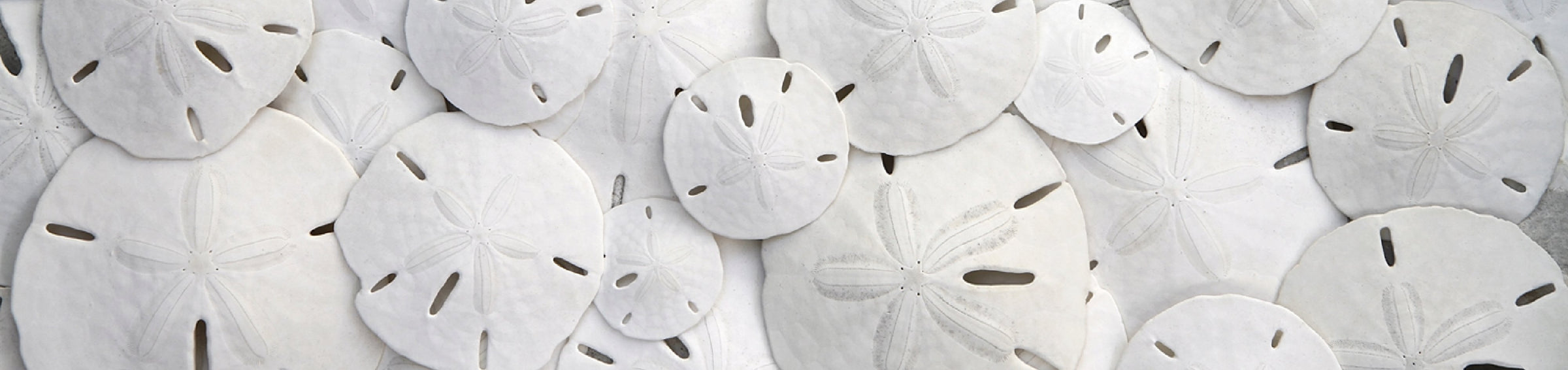 Sanddollars