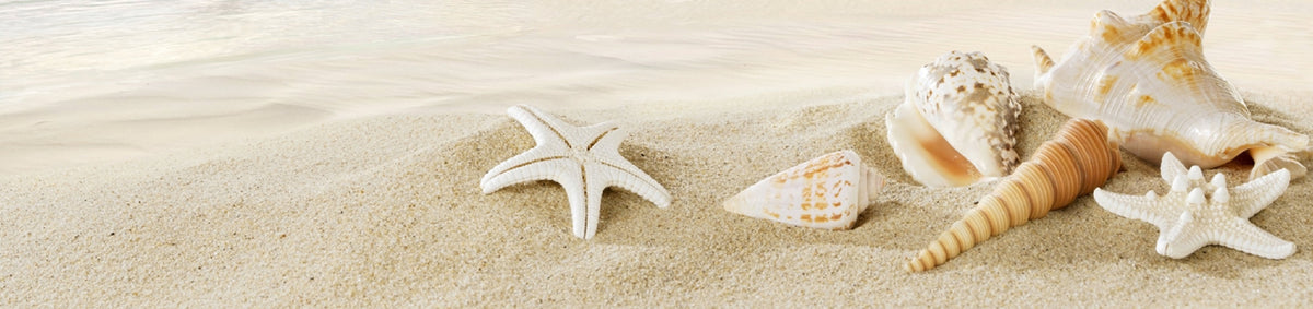 Shells – Congress Jewelers